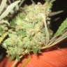 LA Cannalope feminised Ganja Seeds