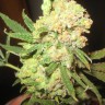 LA Cannalope feminised Ganja Seeds