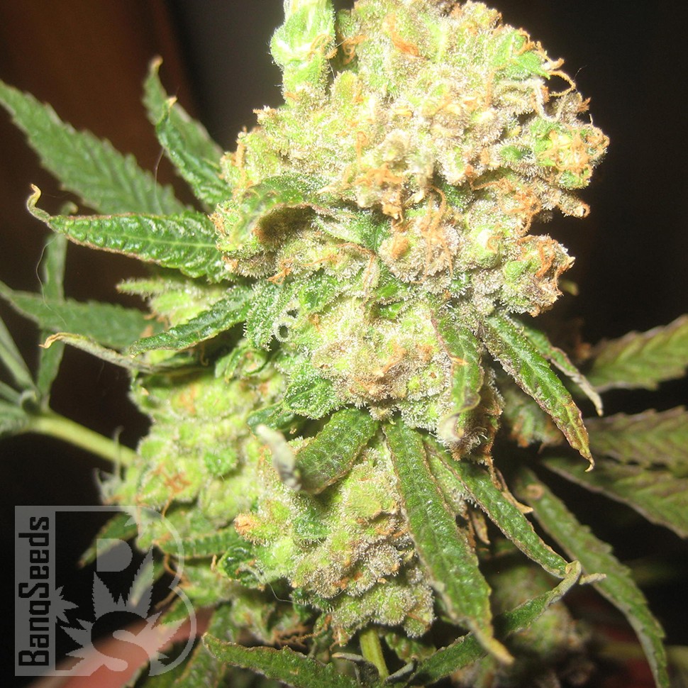 LA Cannalope feminised Ganja Seeds