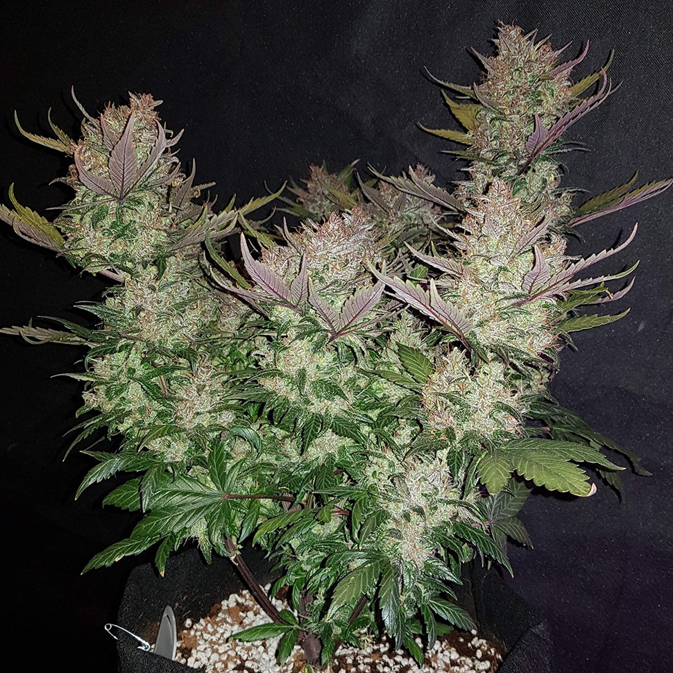 Семена  Auto Dark Devil regular Ganja Seeds