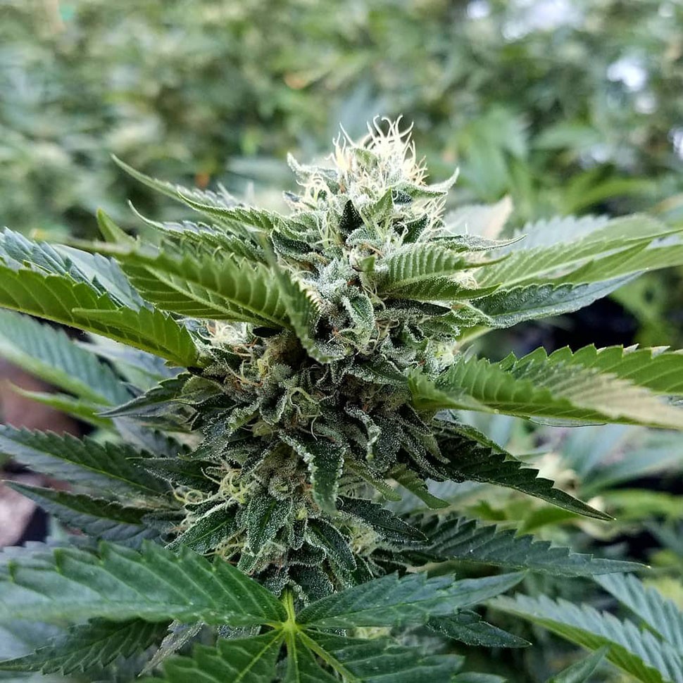 Семена марихуаны  Chemdog regular Ganja Seeds