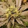 Семена марихуаны  Chemdog regular Ganja Seeds