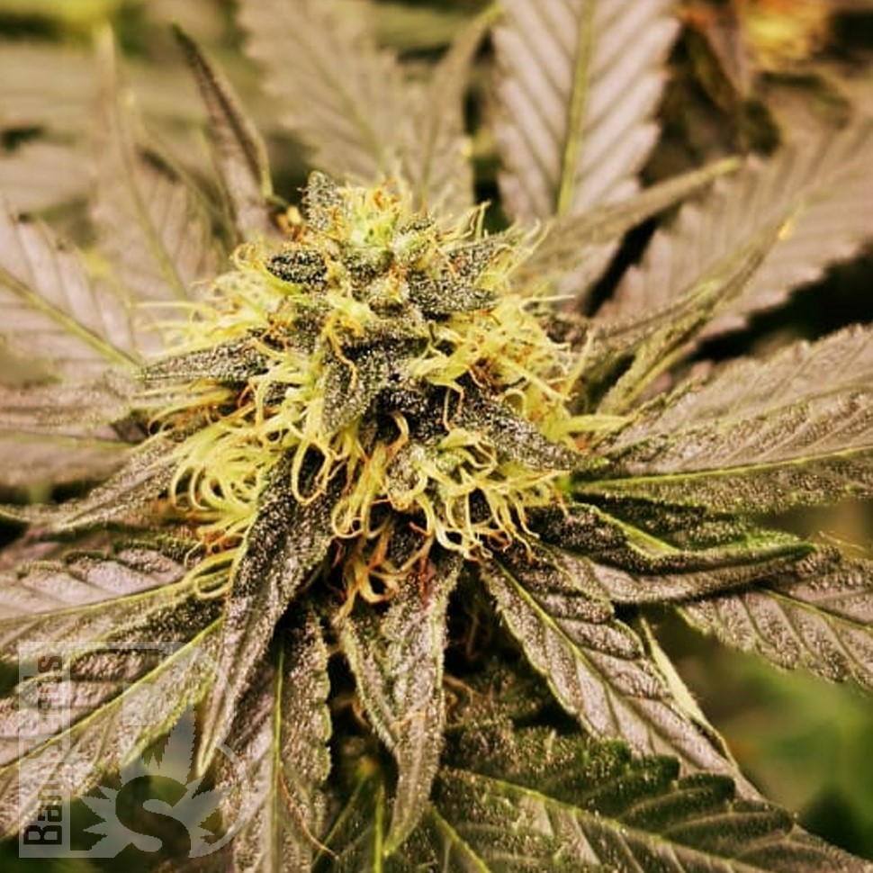 Семена марихуаны  Chemdog regular Ganja Seeds