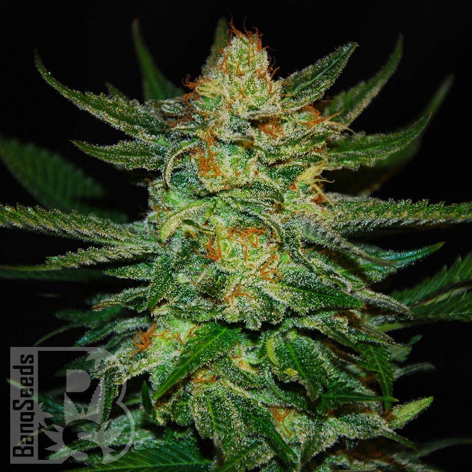 Семена марихуаны  Auto Destroyer feminised Ganja Seeds