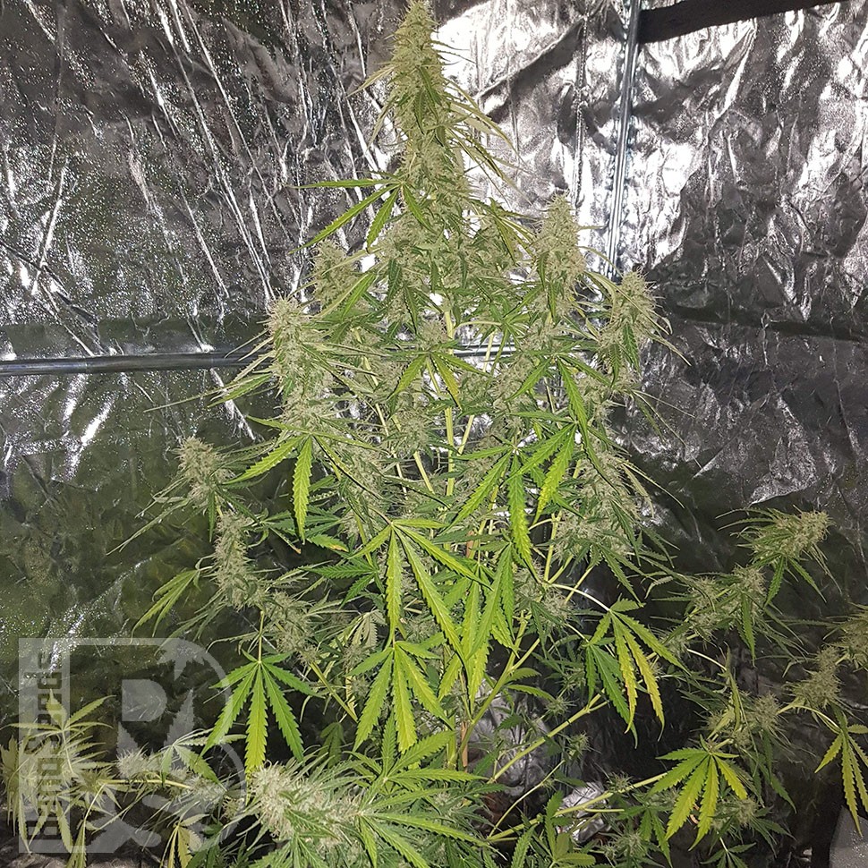 Семена  Auto New York Diesel CBD feminised Ganja Seeds