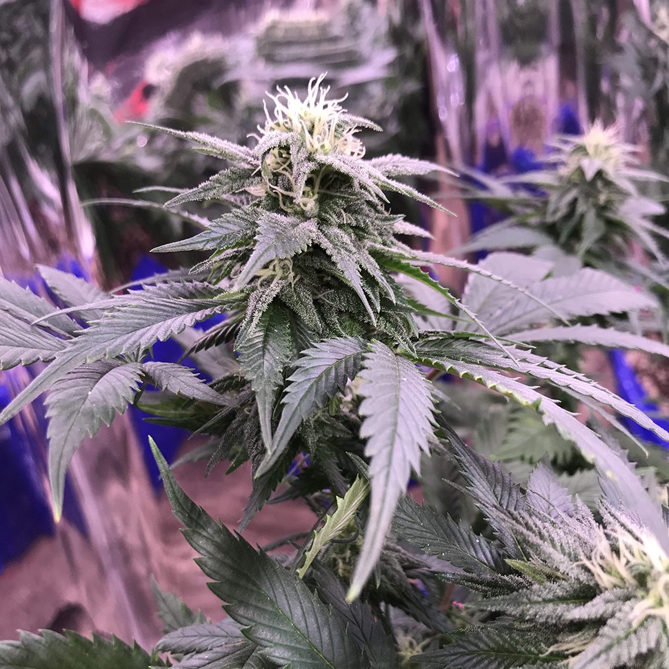 Семена конопли  Laughing Buddha regular Ganja Seeds