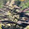 Семена каннабиса  Mango Haze CBD feminised Ganja Seeds