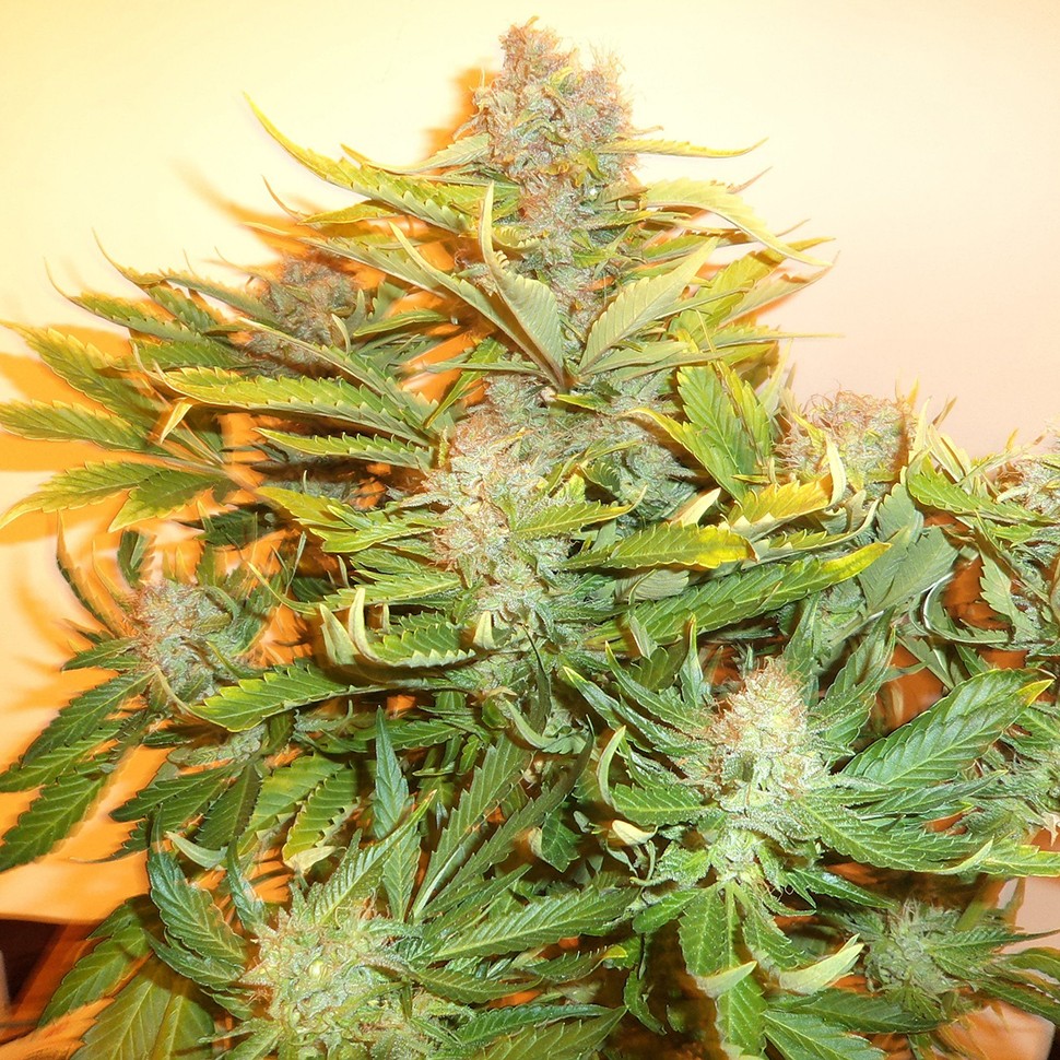 Семена конопли  Auto Kuyrdak feminised Bang Seeds