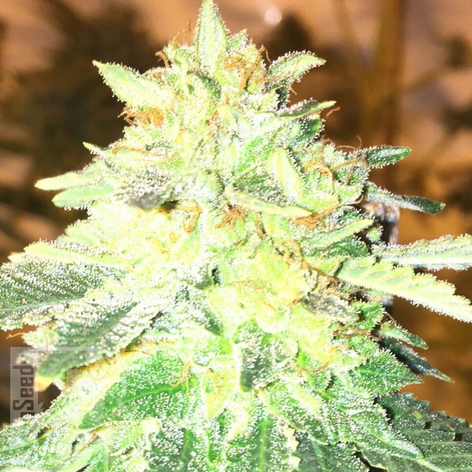 Семена конопли  Auto Kuyrdak feminised Bang Seeds