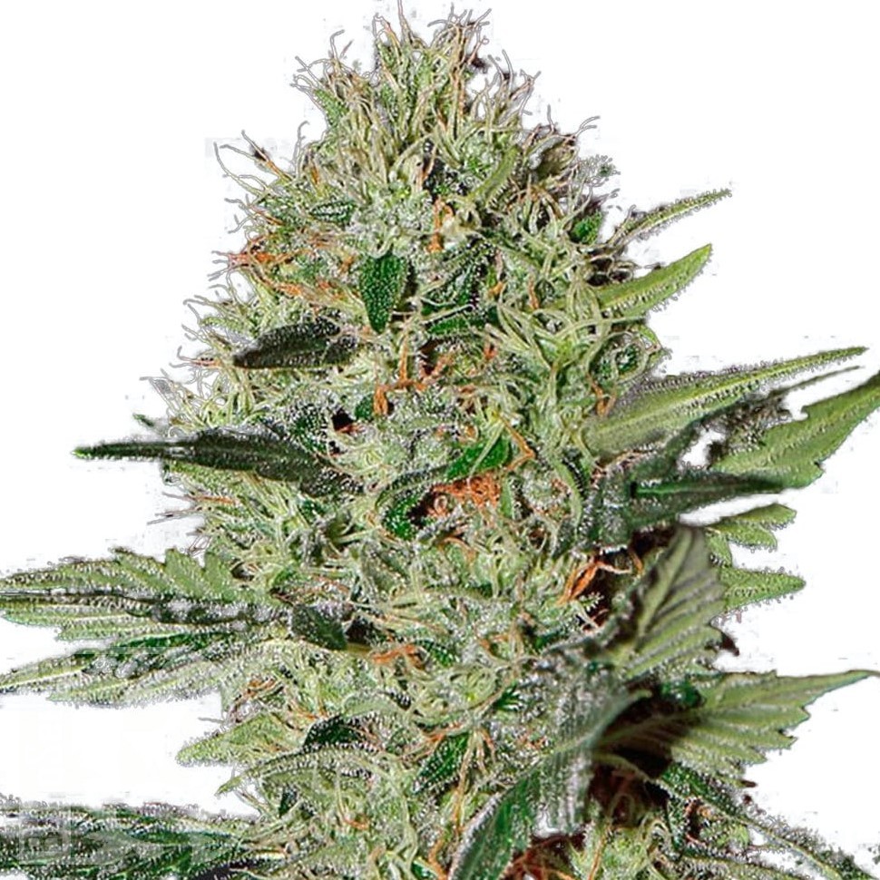 Семена конопли  Auto Kuyrdak feminised Bang Seeds