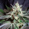 Семена конопли  Black Jack feminised Fast Version Ganja Seeds 