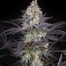 Семена конопли  Black Jack feminised Fast Version Ganja Seeds 