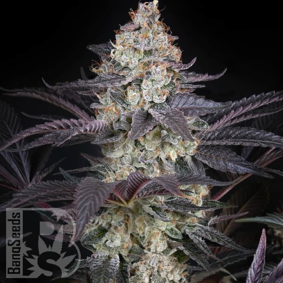 Семена конопли  Black Jack feminised Fast Version Ganja Seeds 