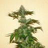 Семена Auto Nirvana Sky feminised Ganja Seeds