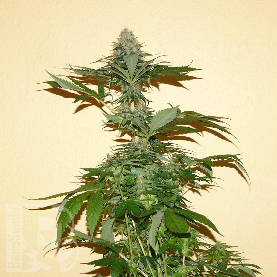 Семена марихуаны  Auto Nirvana Sky feminised Ganja Seeds