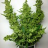 Lowryder feminised Ganja Seeds