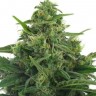 Lowryder feminised Ganja Seeds