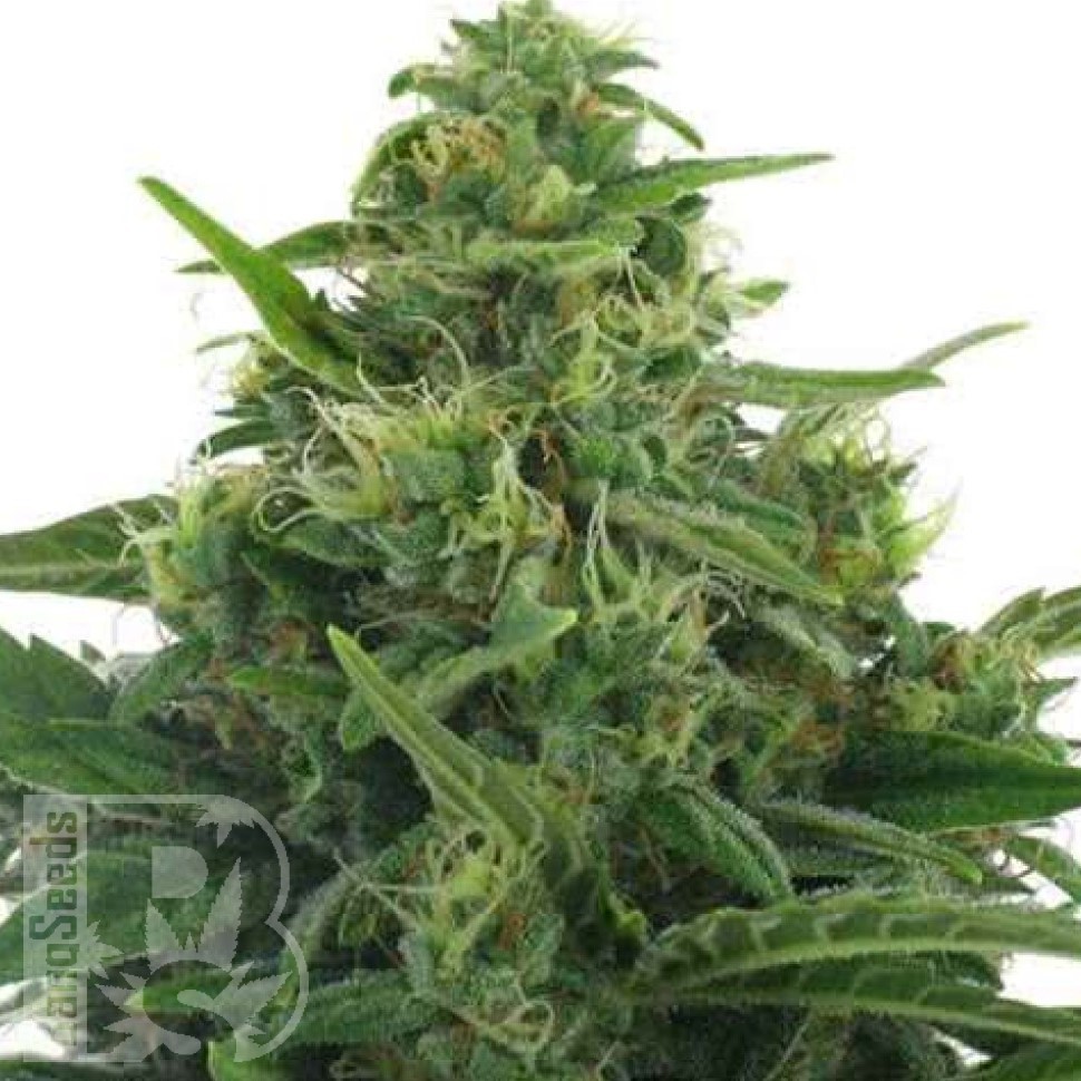 Lowryder feminised Ganja Seeds