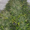 Lowryder feminised Ganja Seeds