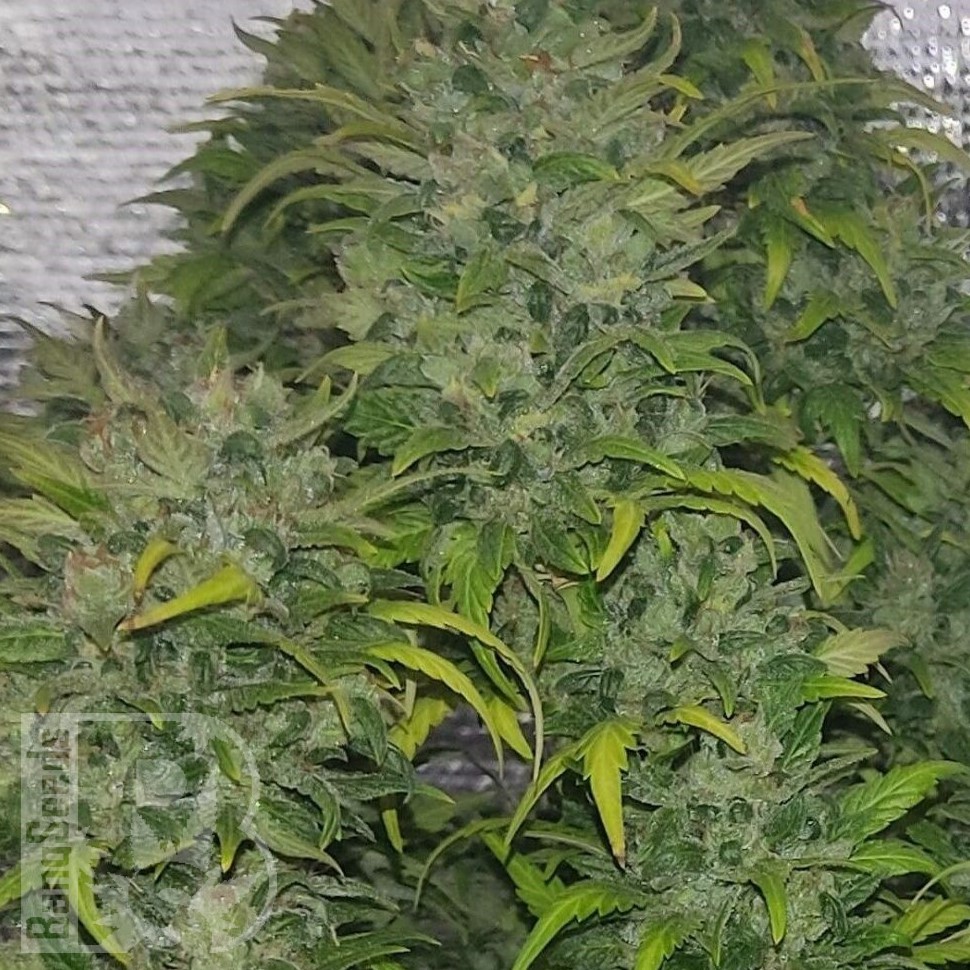 Lowryder feminised Ganja Seeds