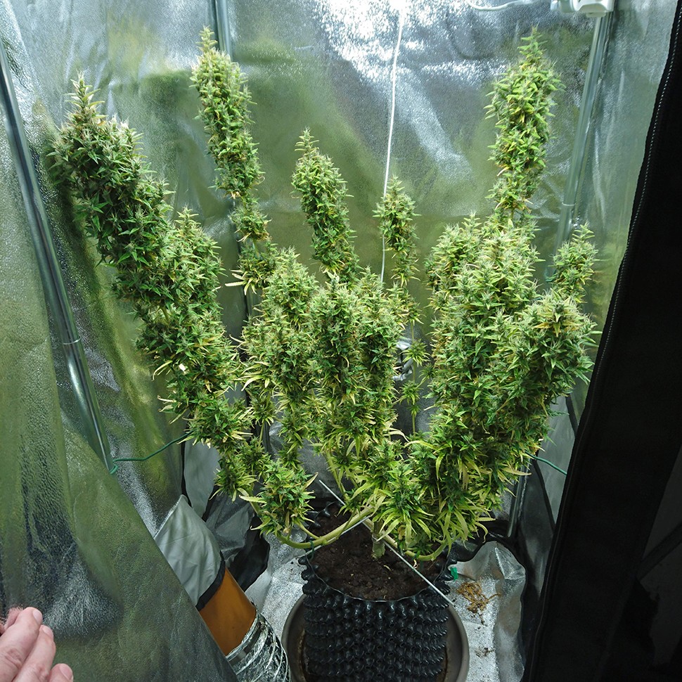 Семена конопли  Dr. Grinspoon regular Ganja Seeds