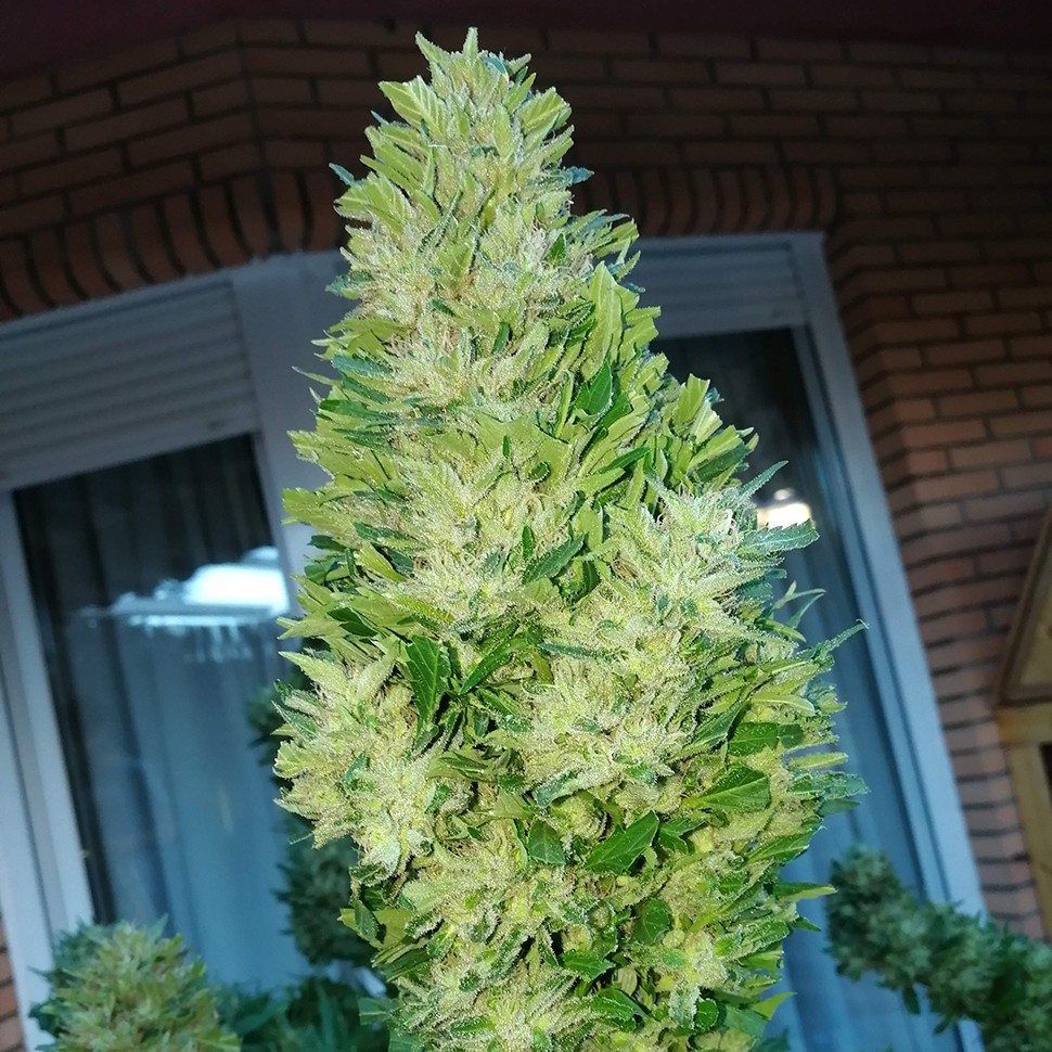 Семена  Auto Black Domina feminised Ganja Seeds