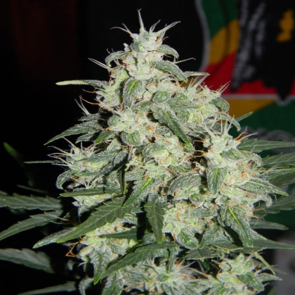 Семена каннабиса  Auto Little Russian feminised Ganja Seeds