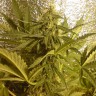  Auto Little Russian feminised Ganja Seeds Дешевые семена в интернете