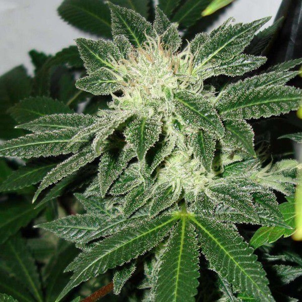  Auto Little Russian feminised Ganja Seeds Банк дешевых семян