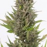  Auto Little Russian feminised Ganja Seeds покупка качественных семена