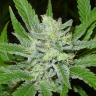 Семена конопли Auto Northern Blue feminised Ganja Seeds