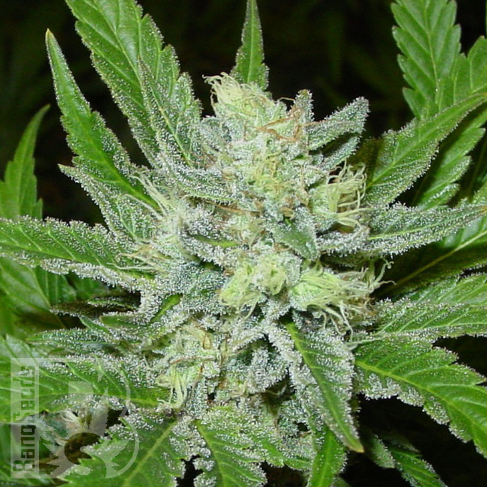 Семена конопли  Auto Northern Blue feminised Ganja Seeds