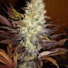 Семена конопли  Auto Northern Blue feminised Ganja Seeds