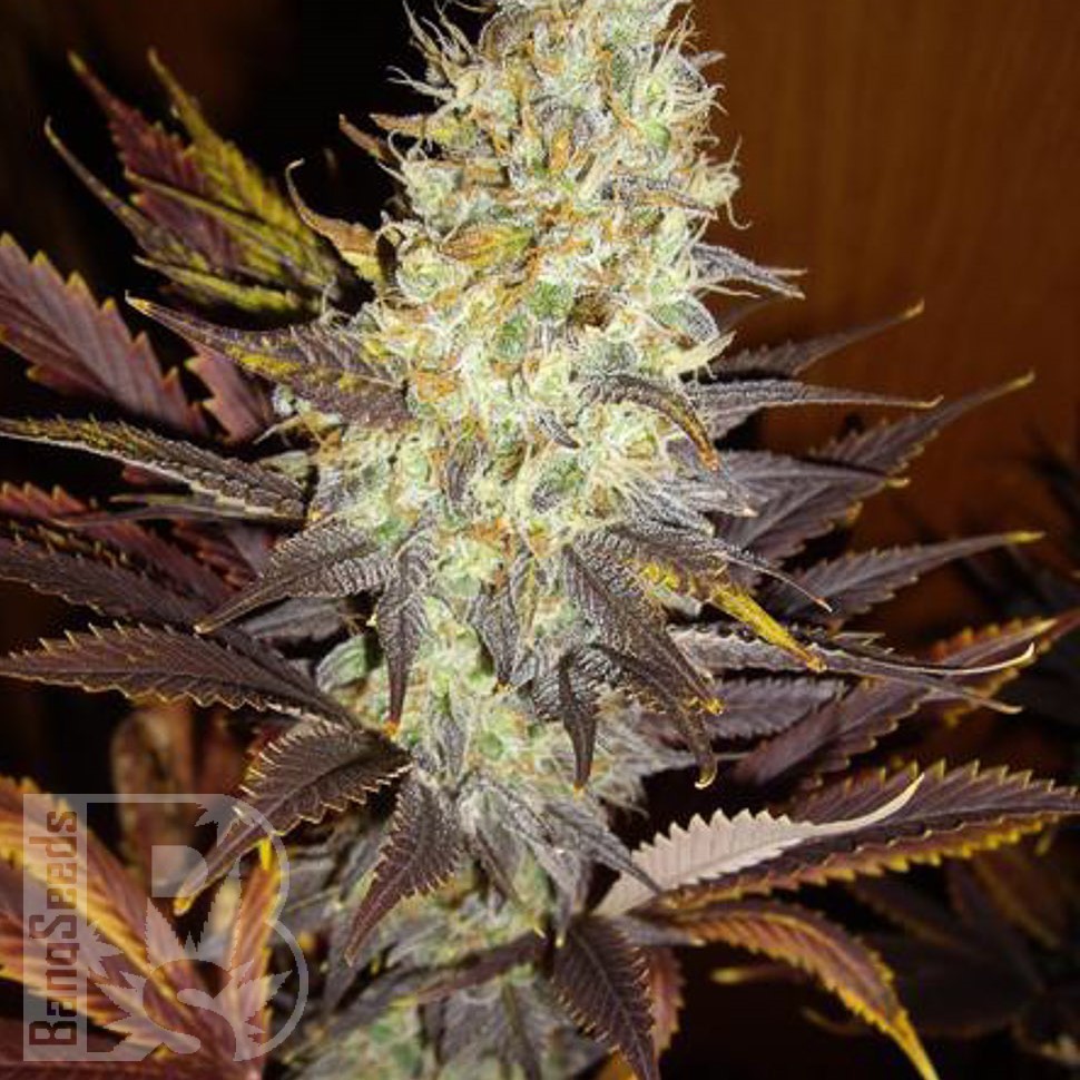 Семена конопли  Auto Northern Blue feminised Ganja Seeds