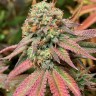 Семена конопли  Auto Northern Blue feminised Ganja Seeds