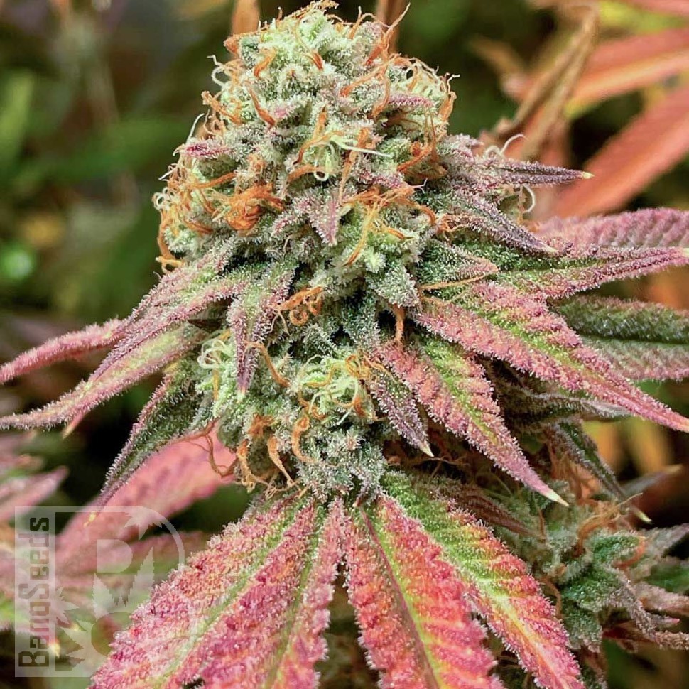 Семена конопли  Auto Northern Blue feminised Ganja Seeds