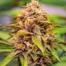 Семена конопли  Auto Northern Blue feminised Ganja Seeds