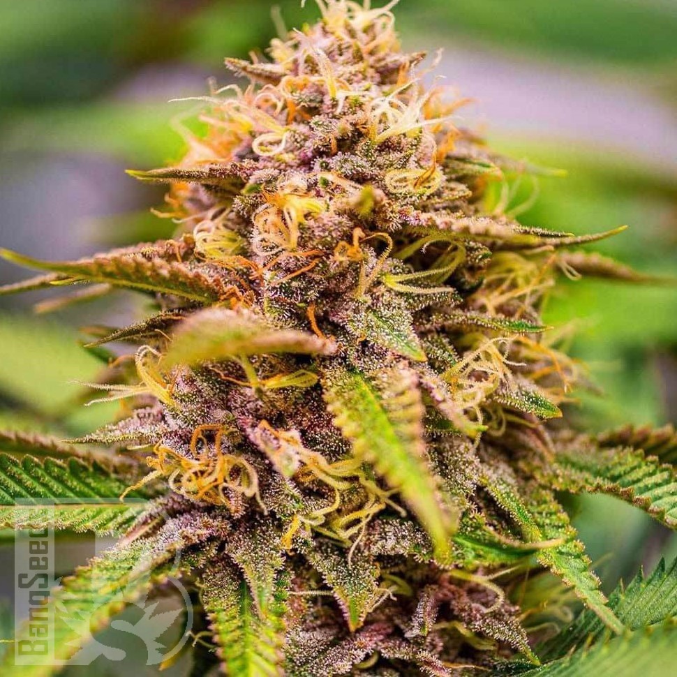 Семена конопли  Auto Northern Blue feminised Ganja Seeds