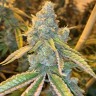 Семена конопли  Auto Northern Blue feminised Ganja Seeds