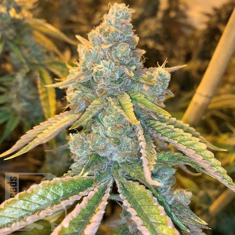 Семена конопли  Auto Northern Blue feminised Ganja Seeds