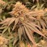 Семена конопли  Auto Northern Blue feminised Ganja Seeds