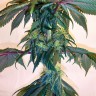 Mama Mia feminised Ganja Seeds