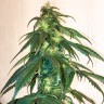 Mama Mia feminised Ganja Seeds