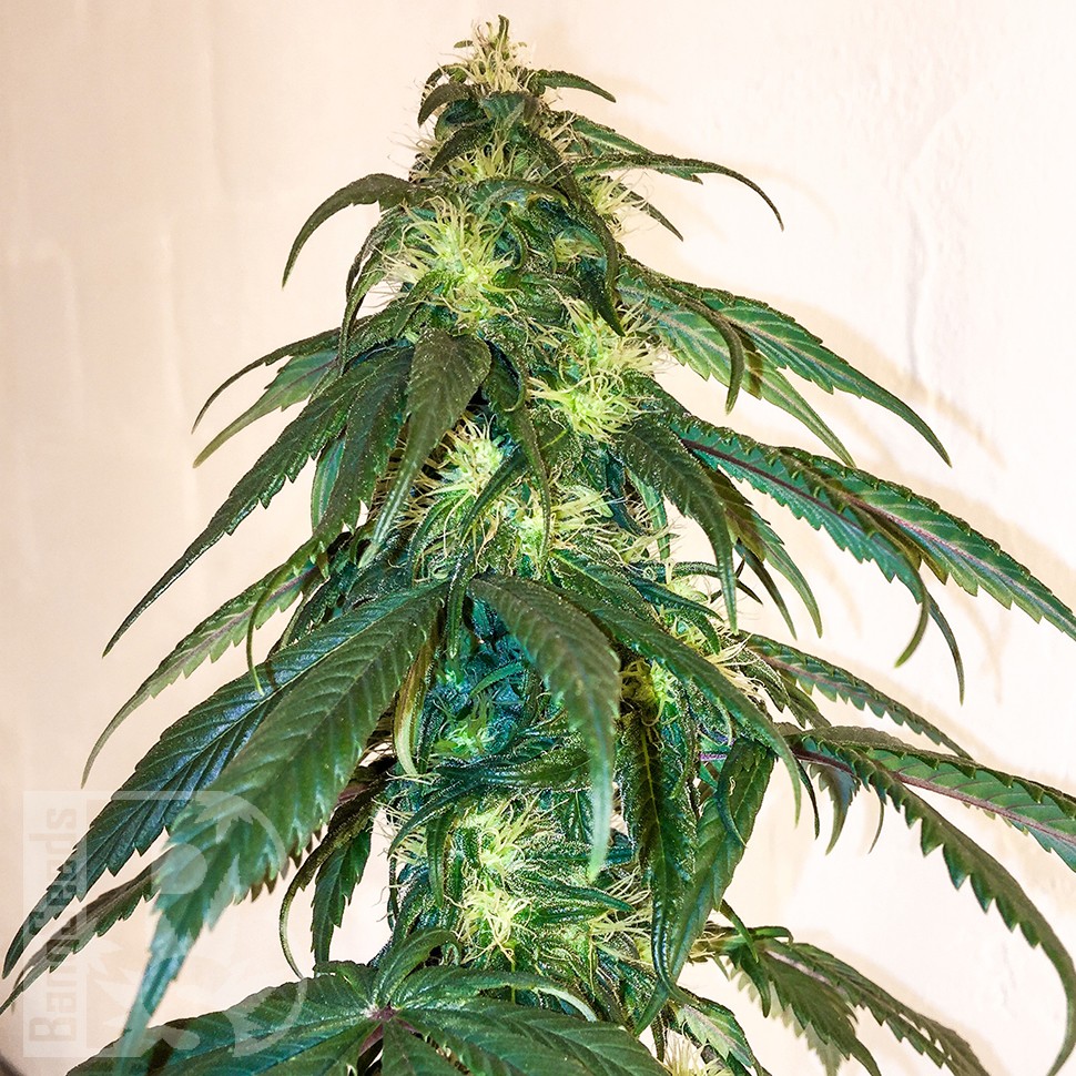 Mama Mia feminised Ganja Seeds