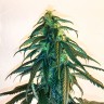 Mama Mia feminised Ganja Seeds