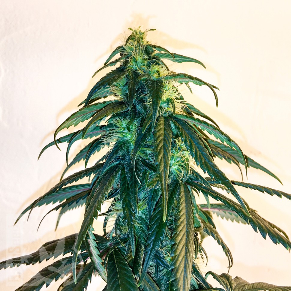 Mama Mia feminised Ganja Seeds