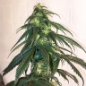 Mama Mia feminised Ganja Seeds