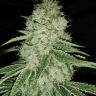 Mama Mia feminised Ganja Seeds