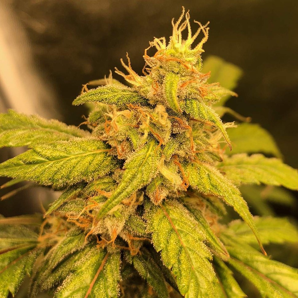 Семена конопли  Auto Black Jack regular Ganja Seeds