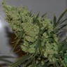 Семена конопли  Californian Orange regular Ganja Seeds